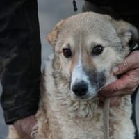 Bly - verspielte Junghündin, Hündin zur Adoption