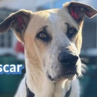 Vermittlungshilfe Oscar - Rodgau, Hund zur Adoption