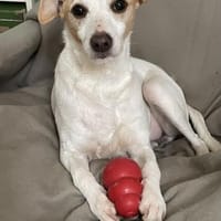 Baku - quirlig, freundlich, anhänglich, Hund zur Adoption