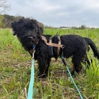 Bibo (7 Monate), Hund zur Adoption