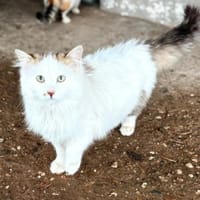 Zuhause gesucht für Leo, Kater zur Adoption