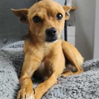 Obi  Sensibler Naturbursche sucht Ruhep, Hund zur Adoption
