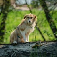 Roxy - eine sensible Begleiterin, Hündin zur Adoption