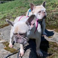 Chester und Cara 🐕Dreamteam, Hund zur Adoption