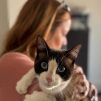 Charmeur Jerry in Pechbrunn(ALO), Kater zur Adoption