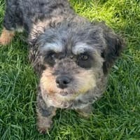Irmchen💕wartet in 51063 Köln, Hündin zur Adoption