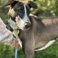 Amara die Zaubermaus / in 82284, Hündin zur Adoption