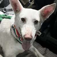 Aurea sucht ihr Zuhause, Hündin zur Adoption