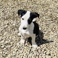 Sparky sucht ein Zuhause, Hund zur Adoption