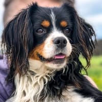 Isidoro , kleiner Junghund, Hund zur Adoption