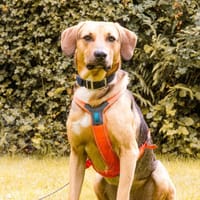 Freddi- ein richtig toller Hundekumpel, Hund zur Adoption