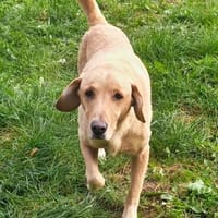 Charlie liebt es zu schmusen, Hund zur Adoption