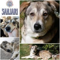 SANJARI  * sanfte Sie auf weichen Pfoten, Hündin zur Adoption