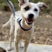 Nussini Terriermix / PLZ 82284, Hündin zur Adoption