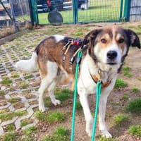 Hazel sucht eine neue Familie, Hündin zur Adoption