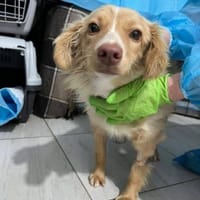 Honey, eine liebevolle 1-jährige Hündin, Hündin zur Adoption