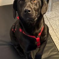 ♥Sammy♥ in 66583 Spiesen-Elversberg, Hund zur Adoption