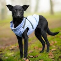 Aaron, aktiver Sonnenschein, Hund zur Adoption