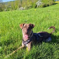 Bruno  kluger, sensibler Junghund, Hund zur Adoption