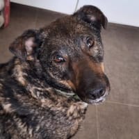 GINO-perfekter Familienhund, Hund zur Adoption