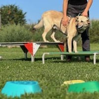 Lucky hat viele Qualitäten, Hund zur Adoption