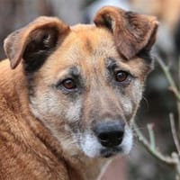 Morina - wartet in 91080 Spardorf, Hündin zur Adoption