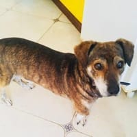 Fritz ein lieber Dackelmix, Hund zur Adoption