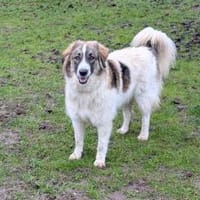 Ozora möchte überzeugen, Hündin zur Adoption