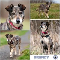 BRENDY -Lieb, anhänglich & ruhig-, Hündin zur Adoption
