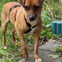 Camilla 30 cm (Pflegestelle), Hündin zur Adoption