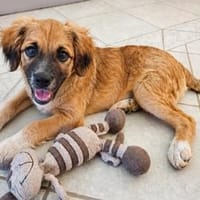 zarter Theo sucht seine Menschen 😍, Hund zur Adoption