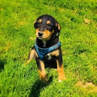 Ricka sucht ein Zuhause, Hündin zur Adoption