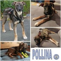 POLLINA -Rundum tolles Hundekind-, Hündin zur Adoption