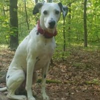 Notfall-Sira sucht Pflegestelle/Zuhause, Hündin zur Adoption