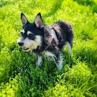 Darko ein freundliches Kerlchen, Hund zur Adoption