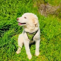 Josi ein sehr verschmustes Hundekind, Hündin zur Adoption