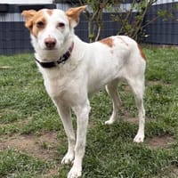 Verschmuste Mola, Hündin zur Adoption