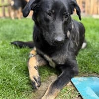 Dora sucht ihre Menschen💕🍀🐾, Hündin zur Adoption