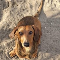 Dorka° in 86529 Schrobenhausen, Hündin zur Adoption