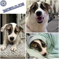 MELLIE -sanfte, liebe Hündin-, Hündin zur Adoption