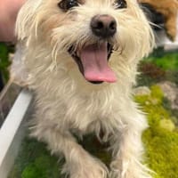 Tina - kleine Zuckerschnute sucht Liebe, Hündin zur Adoption