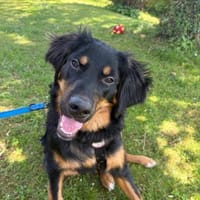 Leonardo 💛 sucht seine Menschen, Hund zur Adoption