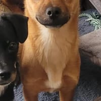 4 Junghunde suchen ihr Glück, Hund zur Adoption