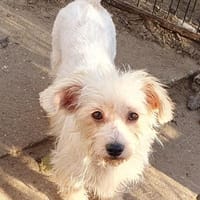 Anett° in 86529 Schrobenhausen, Hündin zur Adoption