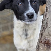 Samra sucht liebevolles Zuhause (I), Hündin zur Adoption