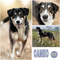 CAMEO -wahrer Sonnenschein-, Hund zur Adoption