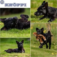 KNÖPPI -rundum tolles Hundekind-, Hund zur Adoption