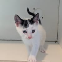 CHARLIE, chat à adopter