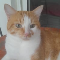 MOUMOUSSE, chat à adopter