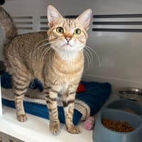 Luxe, chatte à adopter